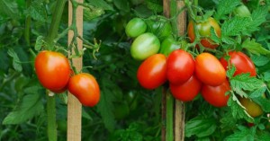 Выращивание_помидоров_видео